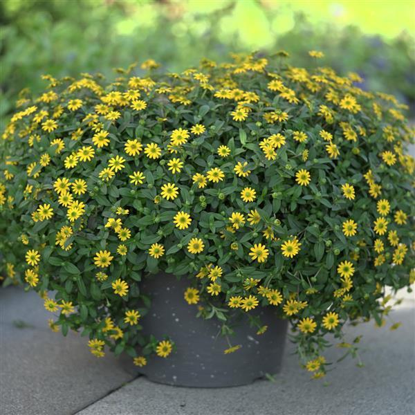 Tsavo™ Compact Yellow Container