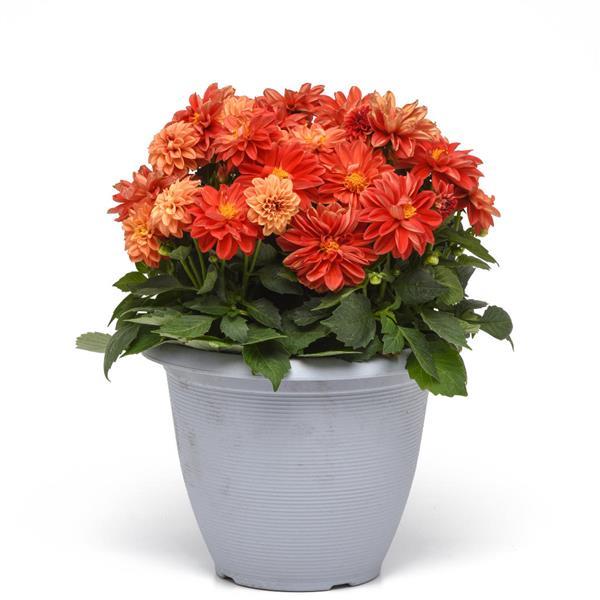 Dahlietta<sup>®</sup> Anna Container