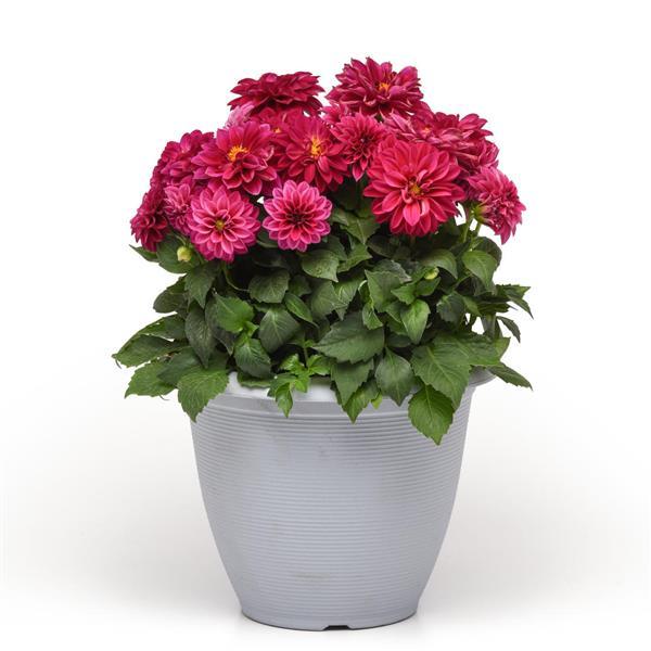 Dahlietta<sup>®</sup> Patty Container