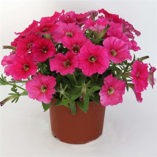 Starlet™ Dark Pink Container