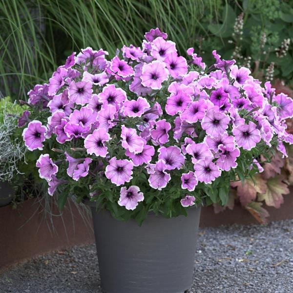 Headliner™ Lavender Picotee Container
