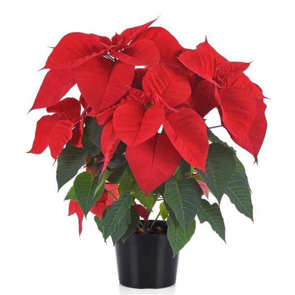 Poinsettia Christmas Royale Container
