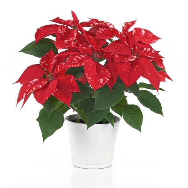 Sky™ Fantasy Container