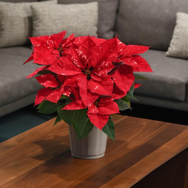 Sky™ Fantasy Displays