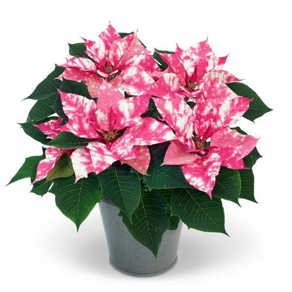 Sky™ Pink Container