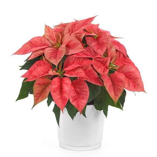 Christmas Beauty™ Prince Container