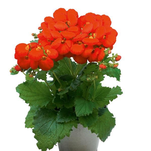 Calynopsis™ Orange Container