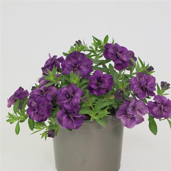 MiniFamous<sup>®</sup> Evo Double Blue Container