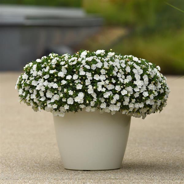 MiniFamous<sup>®</sup> Evo Double White Container