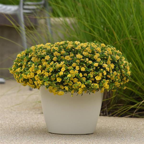 MiniFamous<sup>®</sup> Evo Double Yellow Container