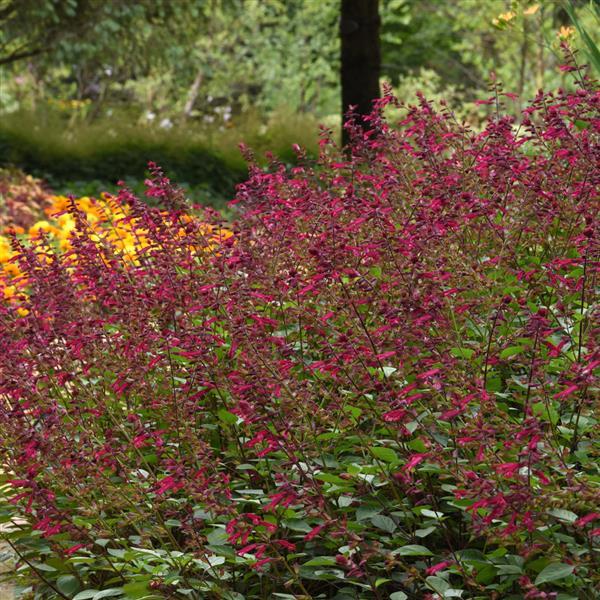 Skyscraper™ Dark Purple Commercial Landscape 1