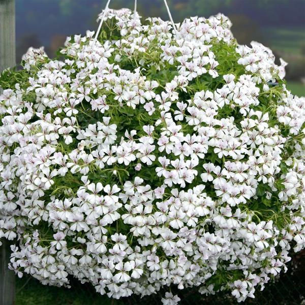 Glacier™ White Basket