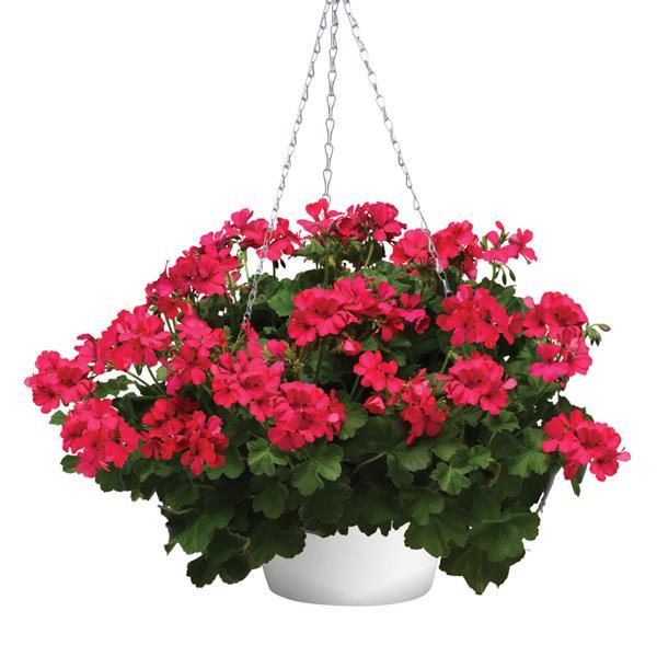 Marcada™ Magenta Basket