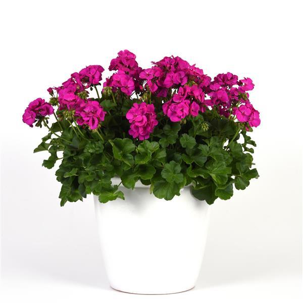 Marcada™ Electric Purple Container