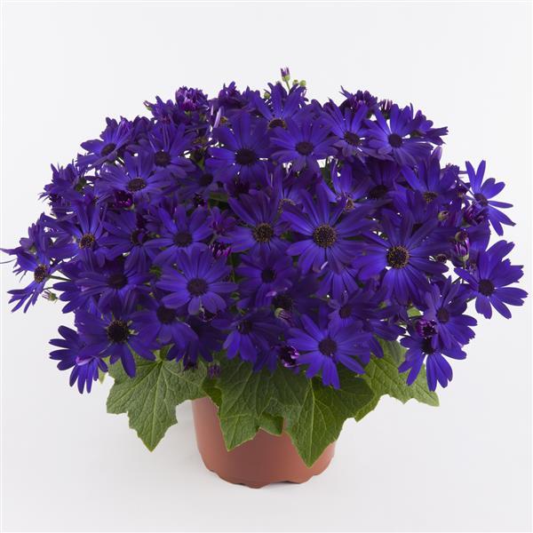 Senetti<sup>®</sup> Kobalt Blue Container