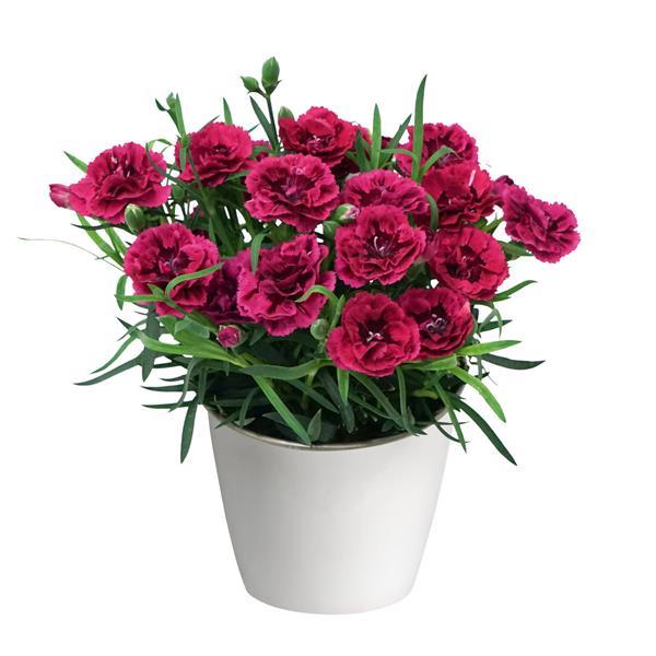 DiaDeur™ Magenta+Red Container