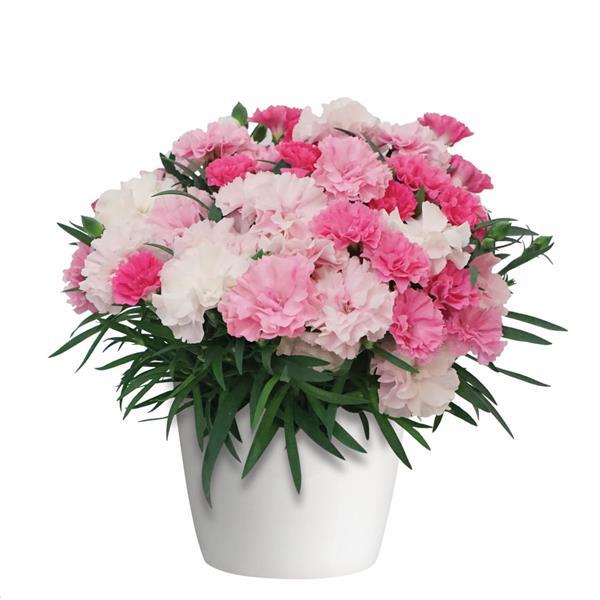 Dianthus I Love U Container