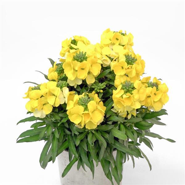 Brightside™ Yellow Container