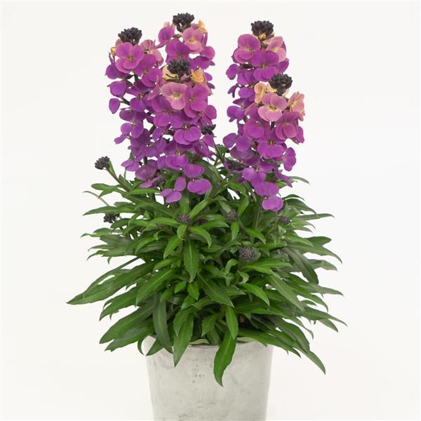 Brightside™ Purple Glow Container