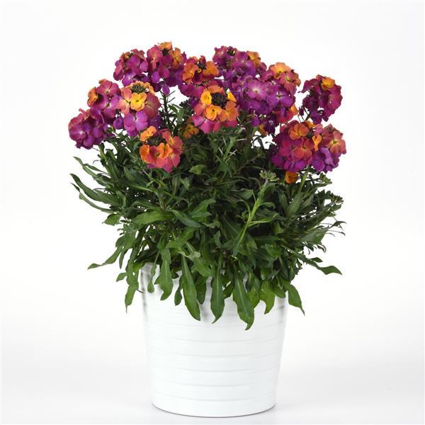 Brightside™ Magenta Glow Container