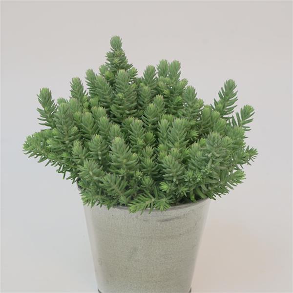 Sedum Blue Surge Container