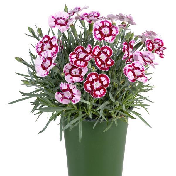 Star Single™ Morello Star Container