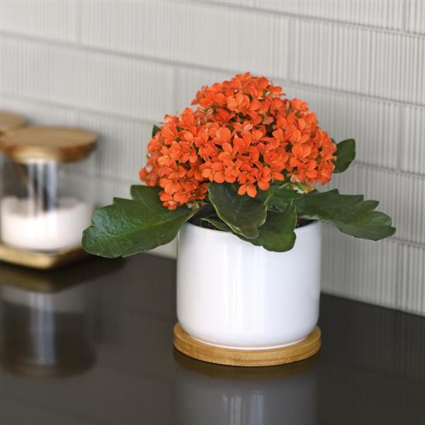 Mandala<sup>®</sup> Bright Orange Container