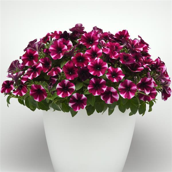 Starlet™ Magenta Star Container
