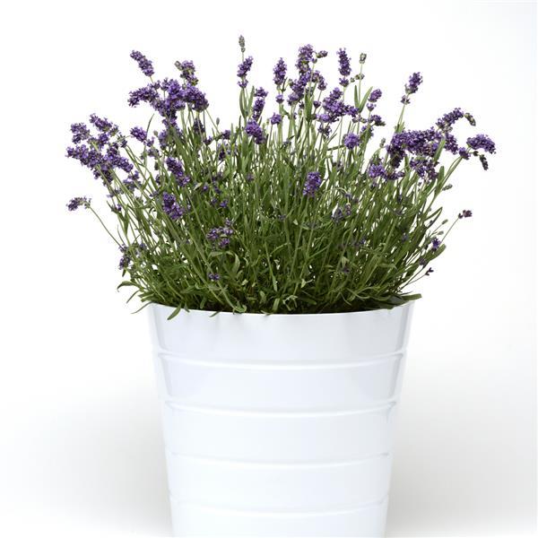 Lavandula Sweet Dreams™ Blue Container