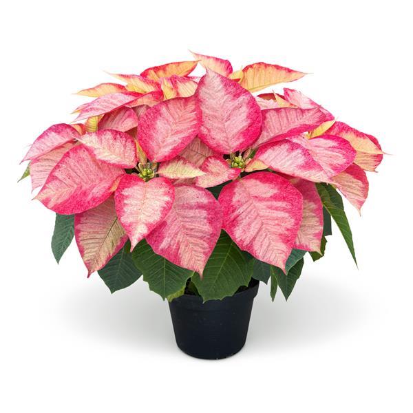 Christmas Aurora™ Princess Container