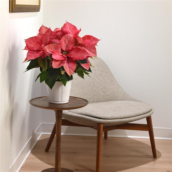 Christmas Aurora™ Queen Displays