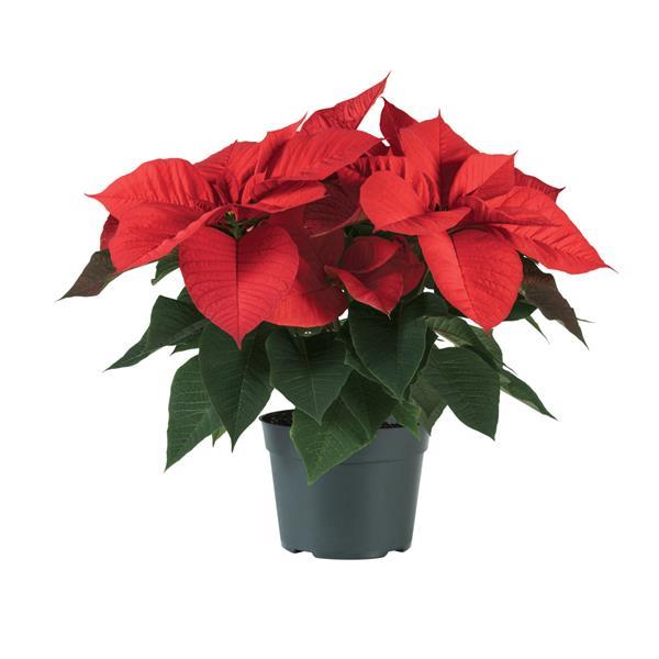 Christmas Aurora™ Red Container