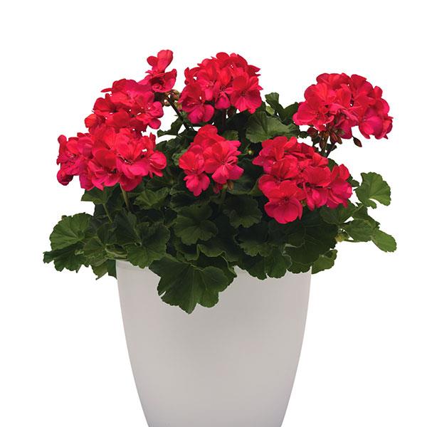 Moonlight™ Dark Fuchsia Container