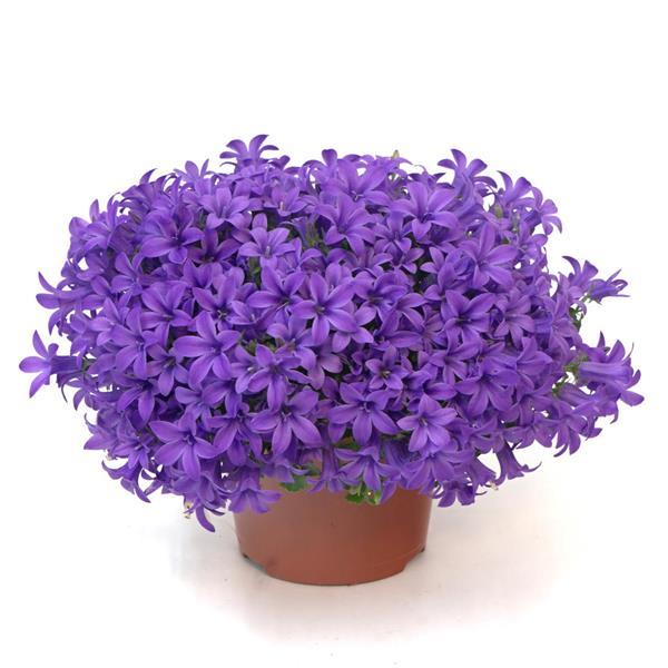 Campini™ Blue Container