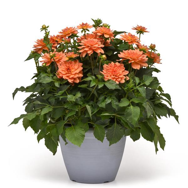 Venti™ Mango Container