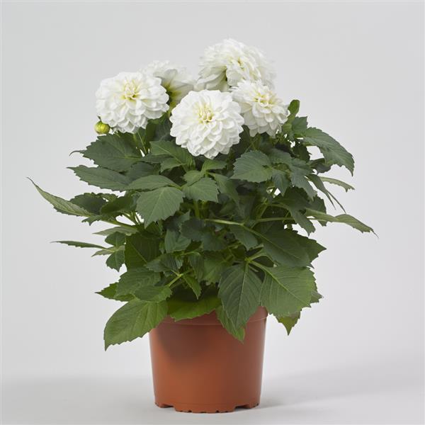 Venti™ White Container