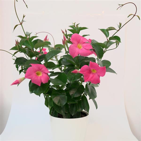 Divina Compact Pink Container