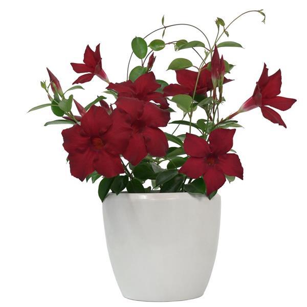 Divina MegaFlora Red Container