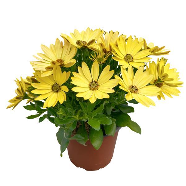 FlowerPower™ Petite Yellow Container
