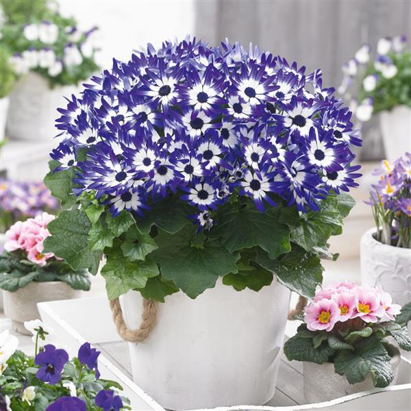 Senetti<sup>®</sup> Blue Bicolor Container