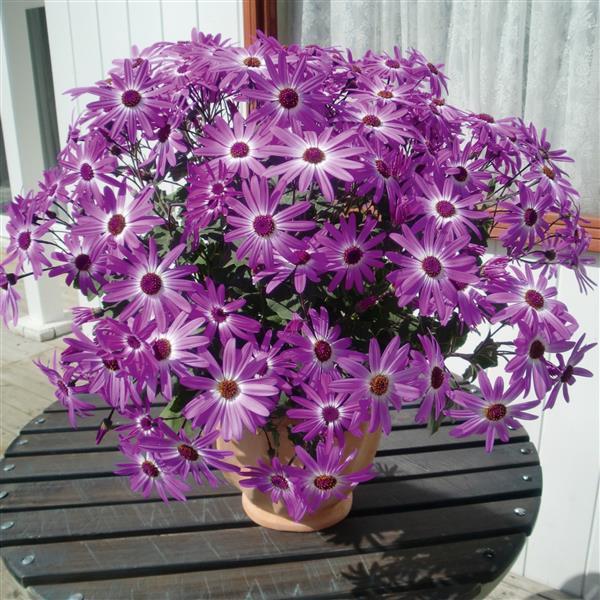 Senetti<sup>®</sup> Pink Bicolor Container