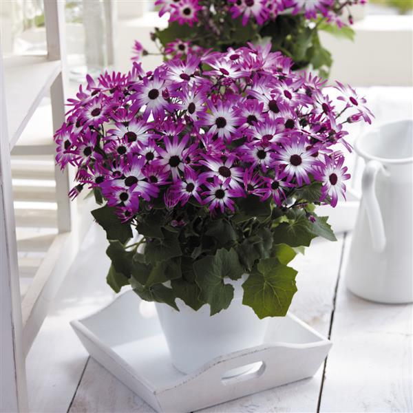 Senetti<sup>®</sup> Magenta Bicolor Container