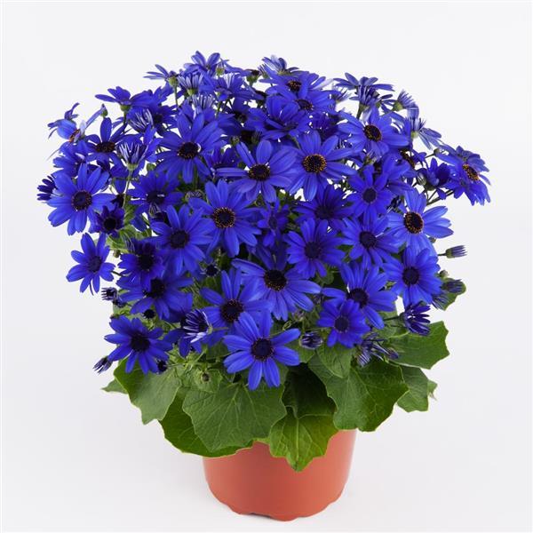 Senetti<sup>®</sup> Super Blue Container