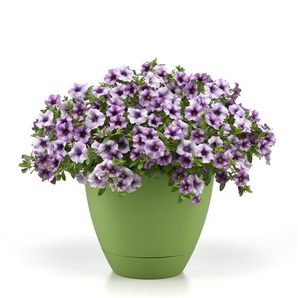 EnViva™ Blue Vein Container