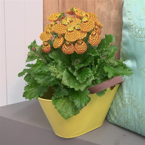 Calynopsis™ Yellow Leopard Container