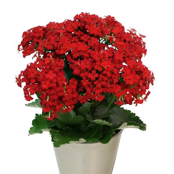 Mandala<sup>®</sup> Dark Red Container