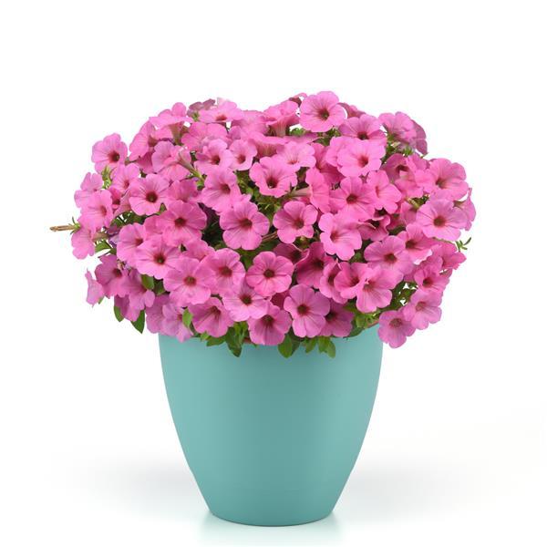 Starlet™ Pink Container