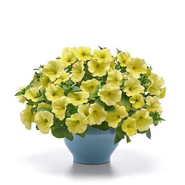 Starlet™ Yellow 27 Container