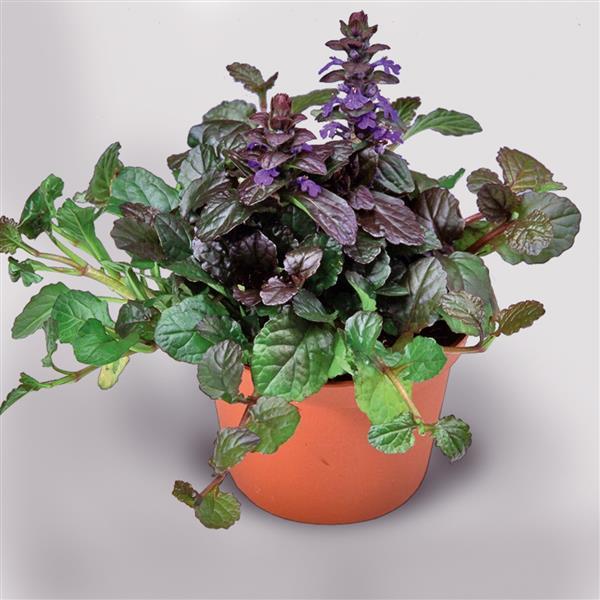 Ajuga Chocolate Chunk Container