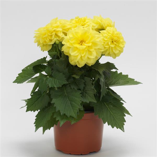 Dahlietta<sup>®</sup> Julia Container